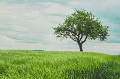 A tree stands alone in the middle of green grass, with a cloudy sky and green wheat field as background. The tall, lush tree is surrounded by dense trees on both sides. With a high definition photography style, high resolution, natural light captured with a wideangle lens, and a distant view showing natural colors and green tones, the scene is depicted in the style of Chinese artist. --ar 32:21