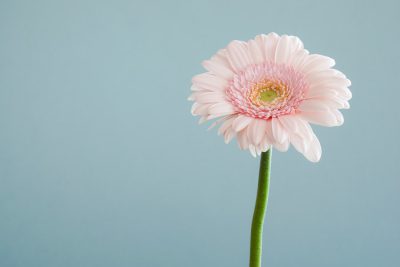 A single pink gerbera daisy on a light blue background, with a pastel color palette and minimalistic style. A closeup shot with sharp and clear focus and shallow depth of field. Studio lighting is used, with the flower centered in the frame and its stem in a central position. Professional photography in the style of a minimalistic studio shot. --ar 128:85