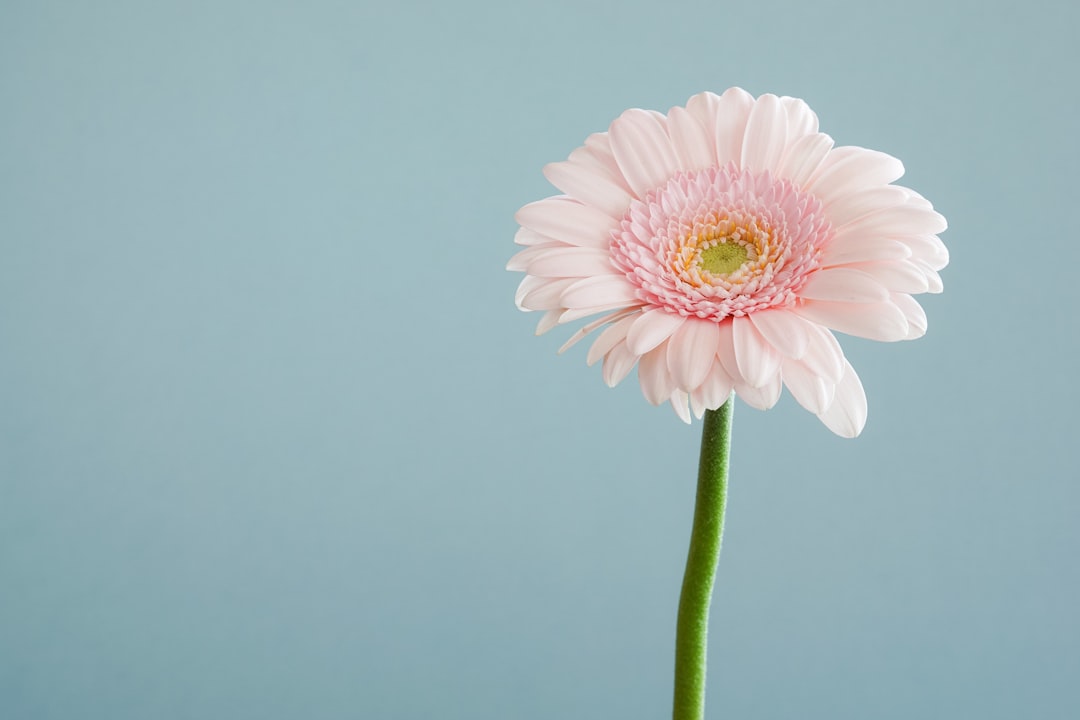 A single pink gerbera daisy on a light blue background, with a pastel color palette and minimalistic style. A closeup shot with sharp and clear focus and shallow depth of field. Studio lighting is used, with the flower centered in the frame and its stem in a central position. Professional photography in the style of a minimalistic studio shot. –ar 128:85