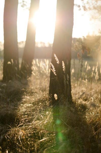 close up of trees in the distance, grassy field, golden hour, sun rays, bokeh, lens flare, photo by [Martin Parr](https://goo.gl/search?artist%20Martin%20Parr) --ar 21:32