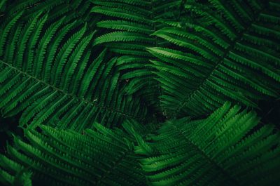 Fern leaves in a dark green, forming an intricate pattern. The ferns create the shape of a tunnel or cave with deep shadows, adding depth to the composition. Captured from above for symmetry and texture. --ar 32:21