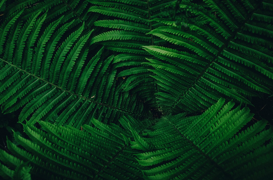 Fern leaves in a dark green, forming an intricate pattern. The ferns create the shape of a tunnel or cave with deep shadows, adding depth to the composition. Captured from above for symmetry and texture. –ar 32:21