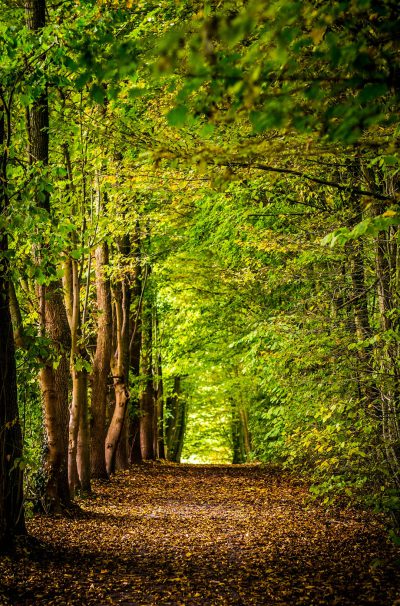 In the heart of an ancient forest, there is a narrow path lined with towering trees that reach for the sky. On both sides of the path stand lush green leaves and delicate flowers, creating a serene atmosphere. In autumn when colorful foliage adorns every tree branch, the sunlight filters through them casting dappled light on the ground, in the style of Nikon D850. --ar 21:32