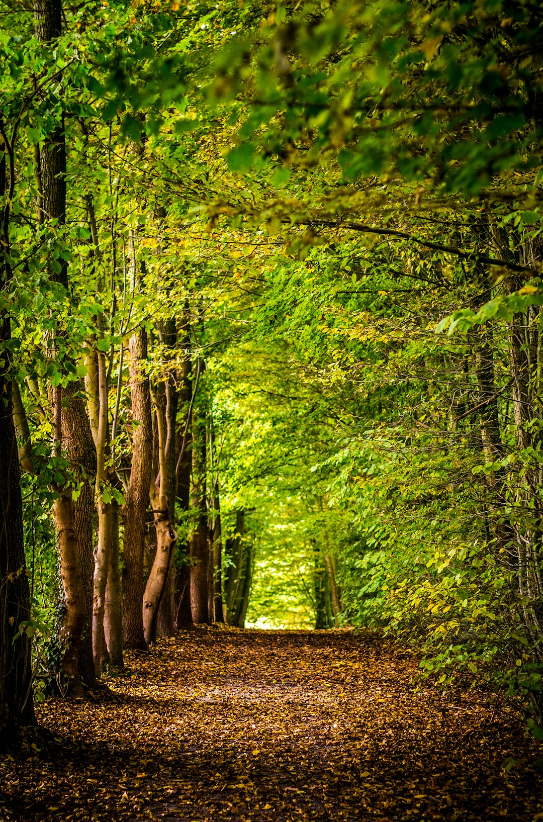 In the heart of an ancient forest, there is a narrow path lined with towering trees that reach for the sky. On both sides of the path stand lush green leaves and delicate flowers, creating a serene atmosphere. In autumn when colorful foliage adorns every tree branch, the sunlight filters through them casting dappled light on the ground, in the style of Nikon D850. –ar 21:32