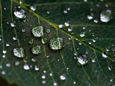 Closeup of raindrops on leaf, macro photography, macro lens, high resolution, stock photo style --ar 4:3