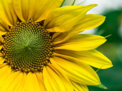 Closeup of sunflower, macro photography in yellow and green colors with natural light, high resolution image. --ar 4:3