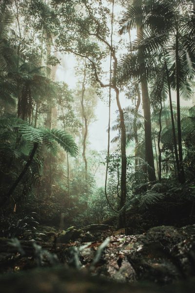 A cinematic photograph of the rainforest in muscle beach, Sydney Australia, with a misty atmosphere and morning light, taken in the style of Sony Alpha A7 IV and photographed using Kodak Portra Pro Fujifilm film stock. --ar 85:128