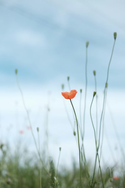 A poppy flower in the distance, macro photography, sky background, green grasses, minimalist photography, soft tones, natural light, blue and orange colors, minimalism, clean and simple, detail of one small poppy, long stemmed poppies, --ar 85:128