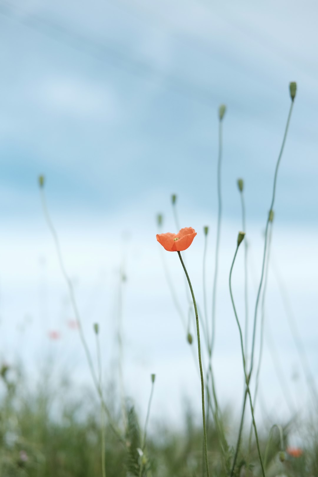 A poppy flower in the distance, macro photography, sky background, green grasses, minimalist photography, soft tones, natural light, blue and orange colors, minimalism, clean and simple, detail of one small poppy, long stemmed poppies, –ar 85:128