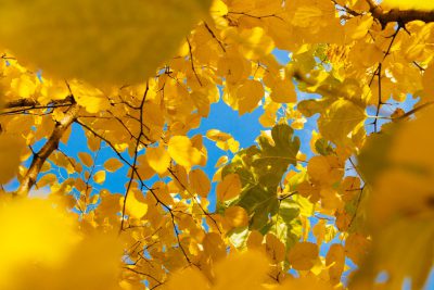 A closeup of yellow leaves on an aspen tree against the blue sky, autumn season, high resolution photography, professional color grading, soft shadows, no contrast, clean sharp focus --ar 128:85