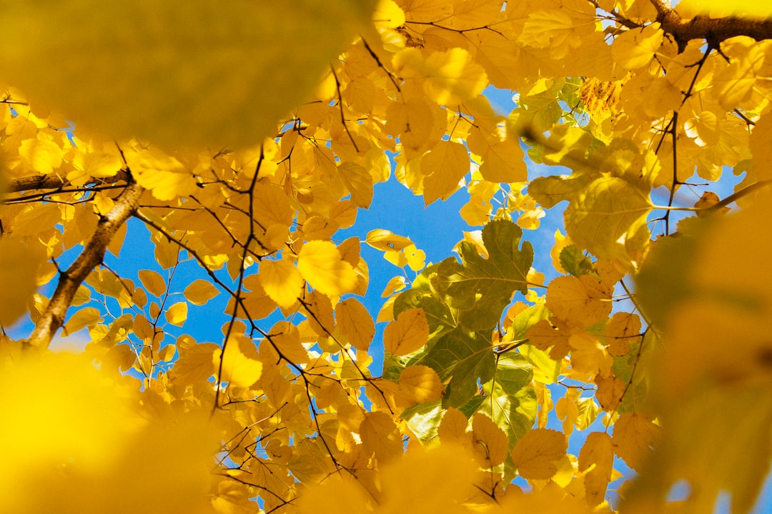 A closeup of yellow leaves on an aspen tree against the blue sky, autumn season, high resolution photography, professional color grading, soft shadows, no contrast, clean sharp focus –ar 128:85