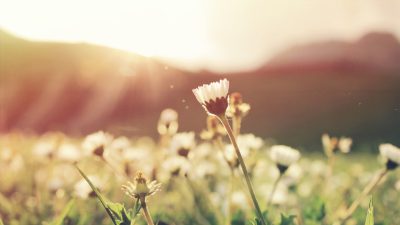 Closeup of small white flowers in the foreground, with mountains and sunlight blurred in the background, sunny day, peaceful meadow scene, soft focus photography style, vintage film camera effect, shallow depth of field, vibrant colors, green grass, dandelions, sun rays, warm tones, serene atmosphere. --ar 16:9