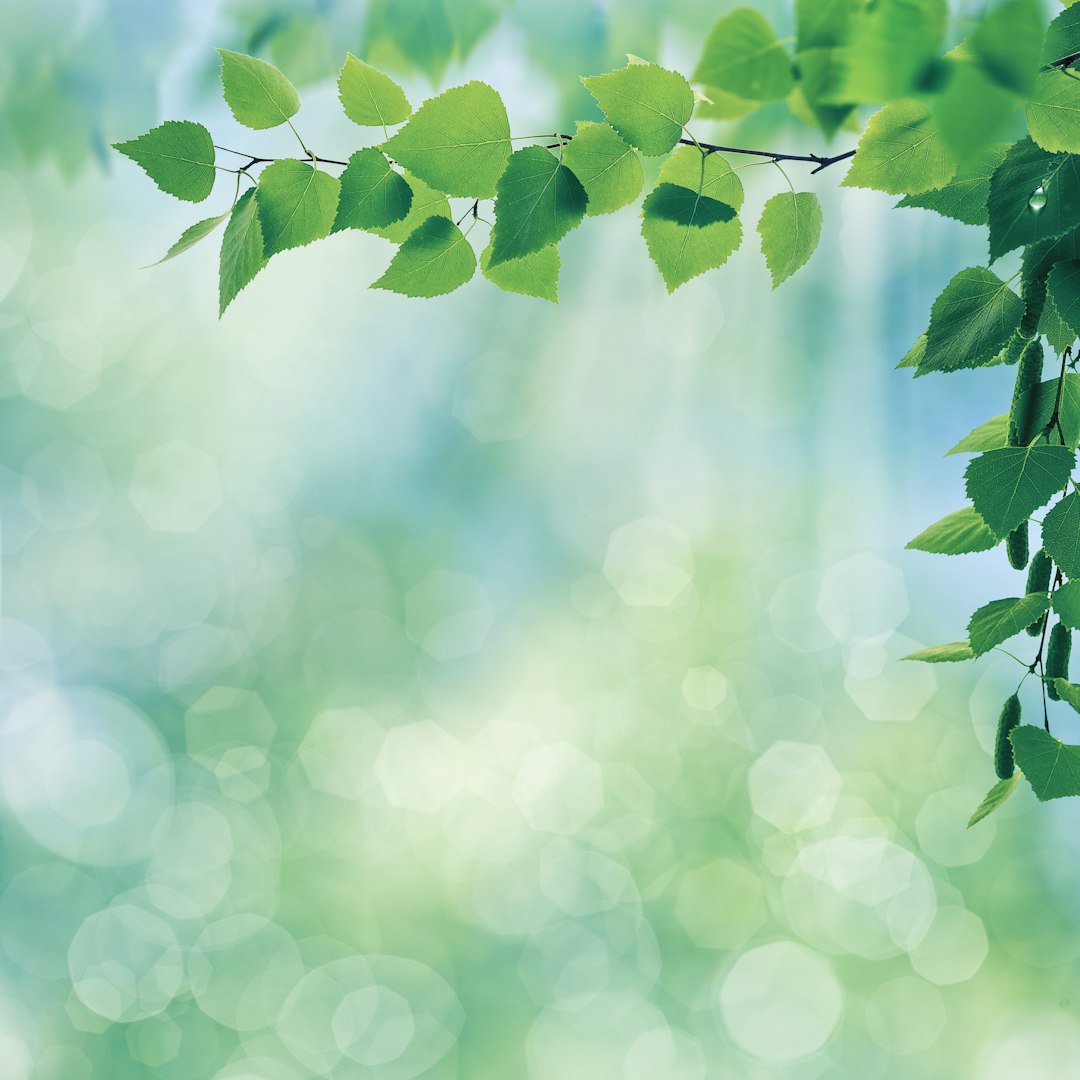 Spring background with green leaves and blurred bokeh light effect on the sides, spring nature background with blurred foliage of birch tree branches