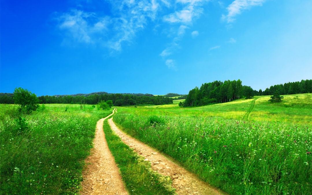 Beautiful green meadow with dirt road and blue sky background –ar 8:5