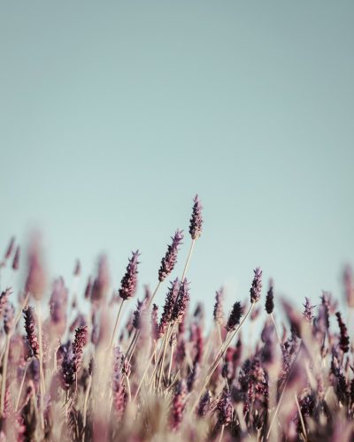 photography of a lavender field, minimal, muted colors, light blue sky background, shallow depth of focus, dreamy in the style of light blue sky background, shallow depth of focus, dreamy --ar 51:64