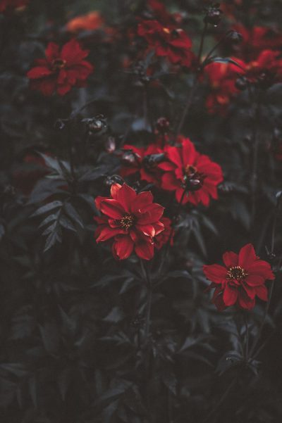 Dark red flowers, night time, dark, gloomy, cinematic, low angle, photo realistic, hyper realism, photography, fujifilm, f/24, bokeh, shallow depth of field, moody, atmospheric, award winning photography, epic, wideangle, full frame --ar 85:128