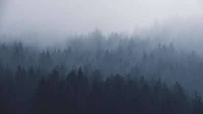 Muted colors, a forest landscape with dense, foggy pine trees in the foreground against a dark grey sky. Soft light and low contrast with high definition photography. A minimalist composition with an aerial view panorama and depth of field. Shot at f20 aperture with sharp focus and extreme detail in a cinematic, photographic style. --ar 16:9