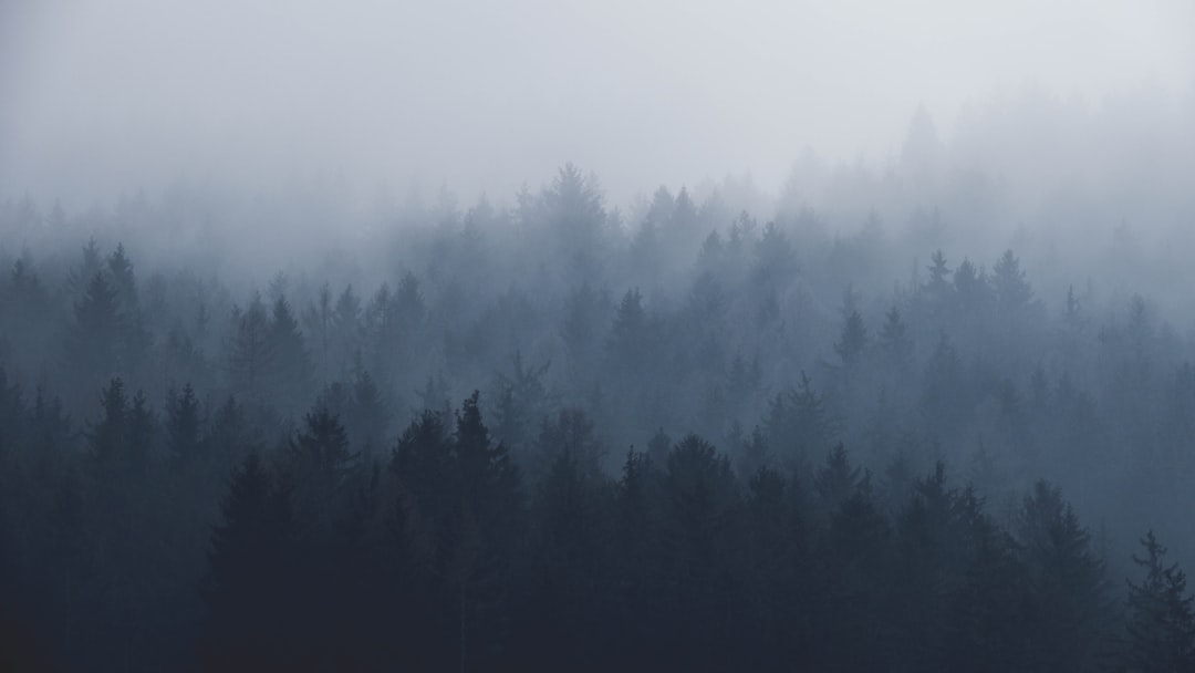 Muted colors, a forest landscape with dense, foggy pine trees in the foreground against a dark grey sky. Soft light and low contrast with high definition photography. A minimalist composition with an aerial view panorama and depth of field. Shot at f20 aperture with sharp focus and extreme detail in a cinematic, photographic style. –ar 16:9