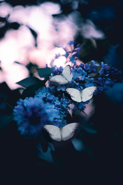 close up photo of white butterflies on blue lilac, dark background, moody aesthetic --ar 85:128