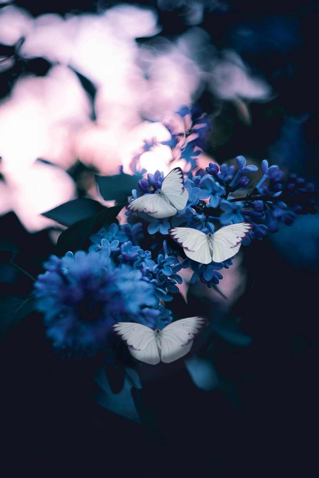 close up photo of white butterflies on blue lilac, dark background, moody aesthetic –ar 85:128