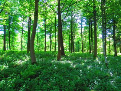 A wide shot of the forest floor with tall trees, lush greenery and dappled sunlight filtering through leaves, capturing an immersive woodland scene. The composition is centered around scattered wildflowers adding colour to the landscape. --ar 4:3