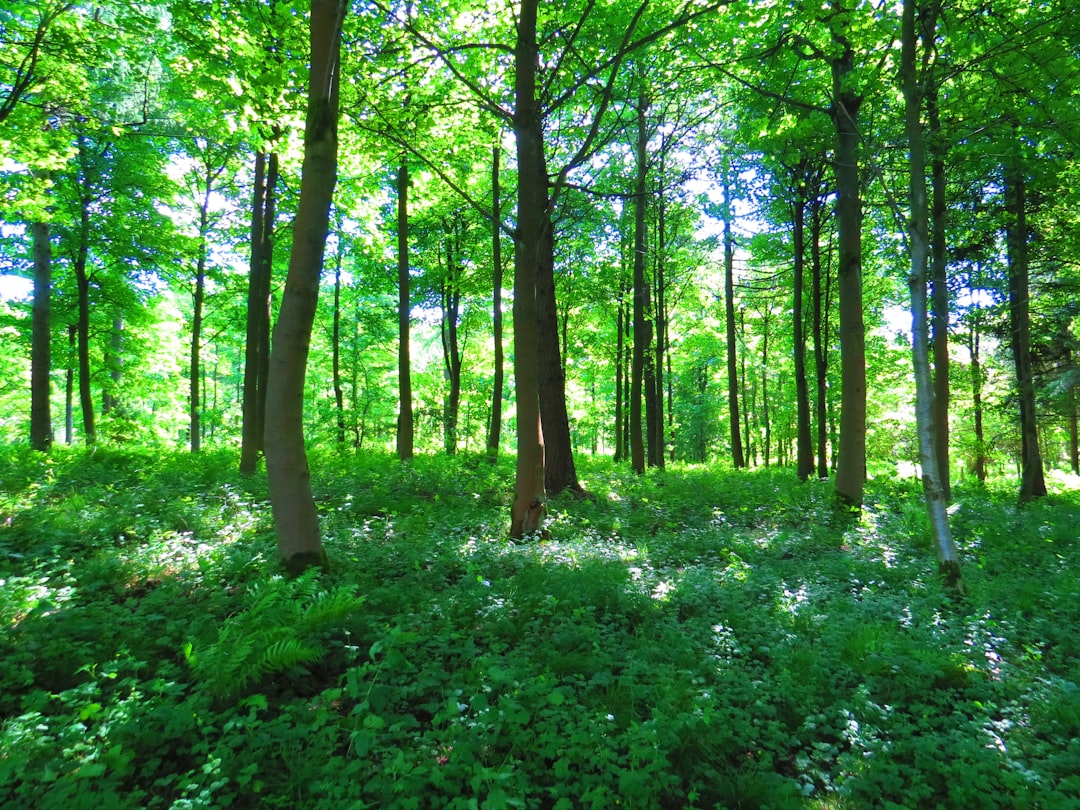 A wide shot of the forest floor with tall trees, lush greenery and dappled sunlight filtering through leaves, capturing an immersive woodland scene. The composition is centered around scattered wildflowers adding colour to the landscape. –ar 4:3