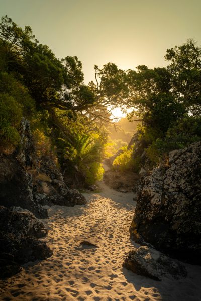 photograph of the sandy path leading to beach, surrounded by lush green trees and rocks at golden hour, sunlight filtering through branches, warm tones, serene atmosphere, shot with Canon EOS R5 --ar 85:128