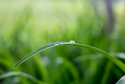 A closeup of water droplets on the edge of grass, with a blurred background of greenery in soft focus. The dewdrops glisten against the lush backdrop, creating an elegant and serene composition that captures nature's beauty. High resolution photography of highly detailed photo captured with a Sony Alpha A7R IV camera using a Leica M6 lens. --ar 128:85