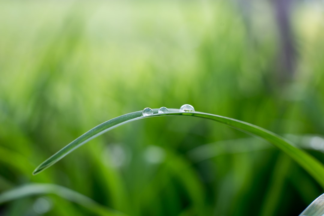 A closeup of water droplets on the edge of grass, with a blurred background of greenery in soft focus. The dewdrops glisten against the lush backdrop, creating an elegant and serene composition that captures nature’s beauty. High resolution photography of highly detailed photo captured with a Sony Alpha A7R IV camera using a Leica M6 lens. –ar 128:85