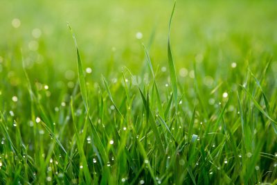 Beautiful green grass with dew drops on it, blurred background, macro photography. Green meadow with water droplets in the morning sunlight. Spring or summer nature background. Closeup view of a fresh cut lawn. --ar 128:85