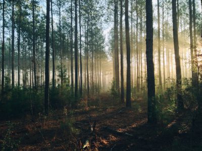 An early morning in the pine forest of Louisiana, captured with Kodak Ektachrome film, showcasing tall trees and sunlight filtering through them. The camera used is Canon EOS5D Mark III, and the photo was taken by photographer Tom William American using Fujifilm Provia Lomography 400, with a focal length of f/2.8, aperture wide open, capturing the serene beauty of nature. This scene embodies the tranquility of the woodland. --ar 4:3