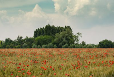 photograph of a poppy field in the middle, with trees and wheat fields in the background, clouds, on a summer day, red flowers, green grass, shot in the style of canon eos r5 --ar 128:87