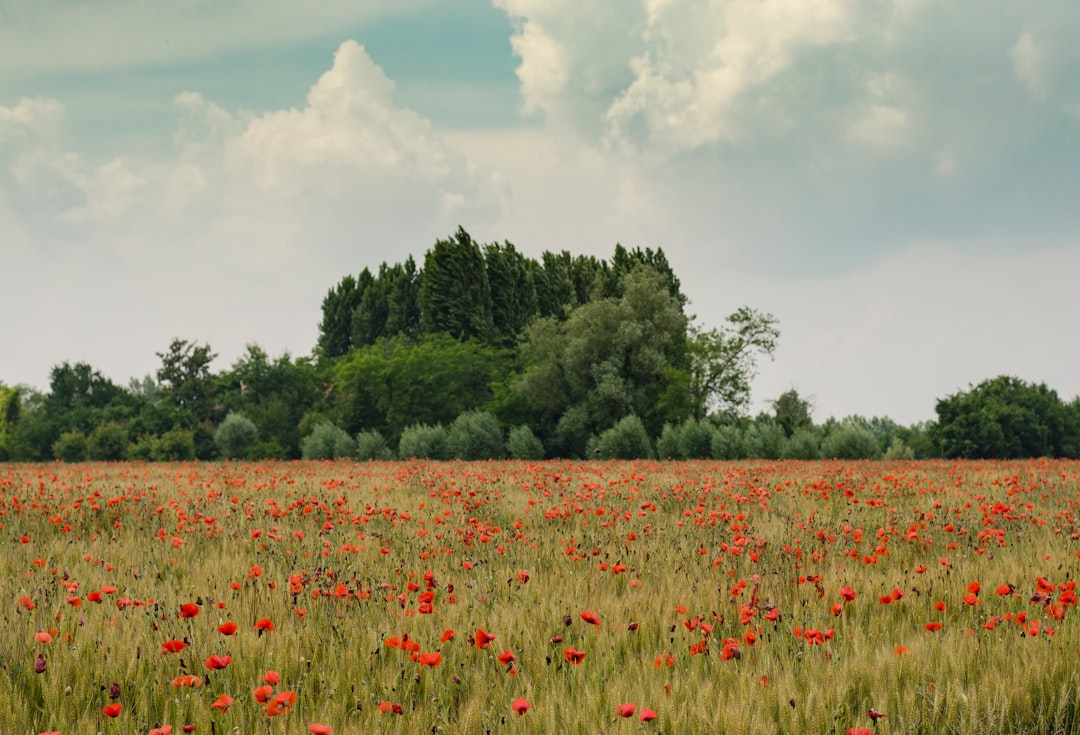 photograph of a poppy field in the middle, with trees and wheat fields in the background, clouds, on a summer day, red flowers, green grass, shot in the style of canon eos r5 –ar 128:87