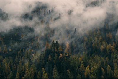 A dense forest of trees with fog and clouds overhead, shot from above in muted colors, photo taken in the style of sony alpha. --ar 128:85