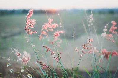 Close up of wild grasses in the foreground, blurred background of an open field with soft light and a hint of sunset, shallow depth of focus, pink blush tones, muted colors, boho style, macro photography, tilt shift lens effect, Fujifilm Provia film stock. --ar 32:21