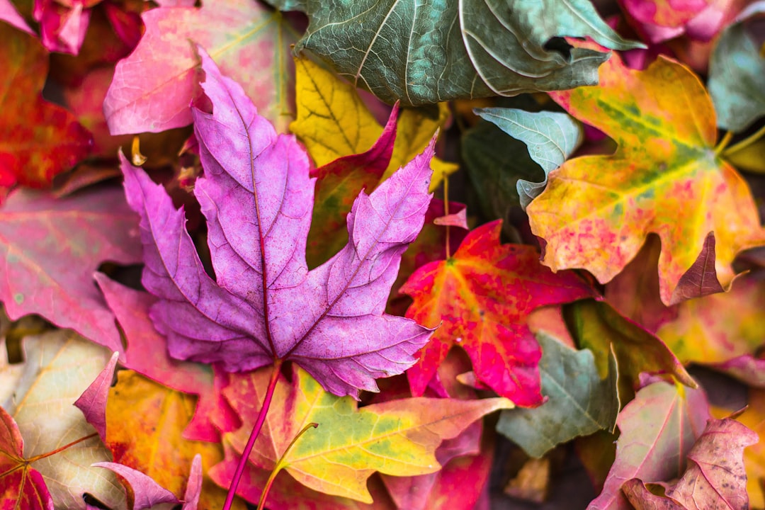 Colorful autumn leaves in pink, purple and green colors on the ground. Closeup of colorful fall foliage. Autumn background with various colored maple leafs. High resolution photography. copy space concept. , close up shot, high angle view, wide lens, Sony Alpha A7 III, –ar 128:85