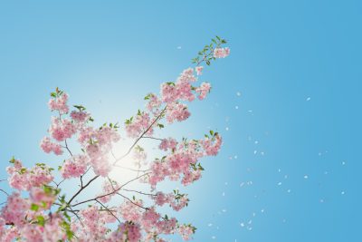 cherry blossom tree, petals falling in the wind, blue sky background, sunlight, bright, beautiful, photo realistic, high resolution photography, high definition, in the style of high definition photography. --ar 128:85