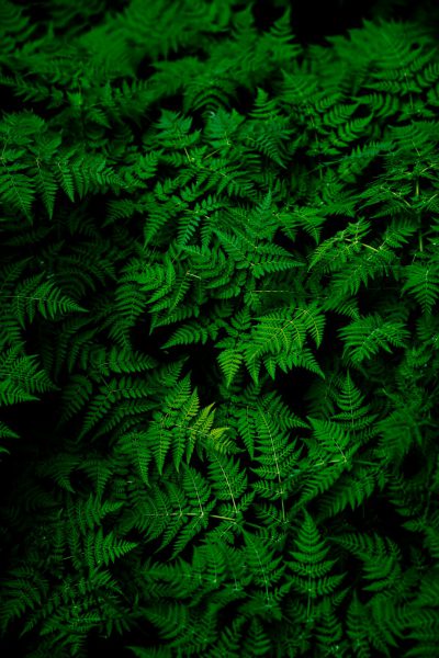 Dark green ferns on a dark background in a high resolution, professional photograph in the style of SuperResolution with very detailed Megapixel quality. --ar 85:128