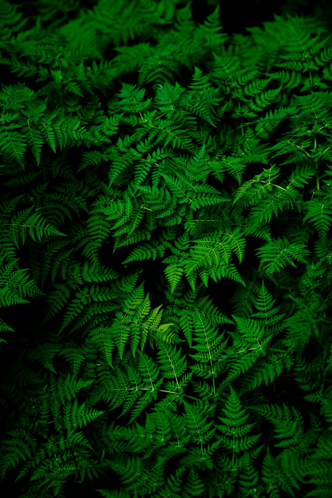 Dark green ferns on a dark background in a high resolution, professional photograph in the style of SuperResolution with very detailed Megapixel quality. –ar 85:128