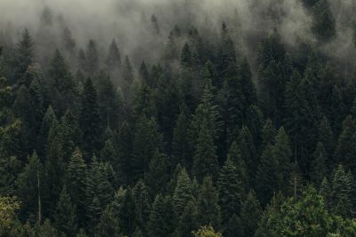 A dense forest of tall trees, shrouded in mist and fog, seen from above. The evergreen foliage forms an intricate pattern against the backdrop of a cloudy sky. --ar 128:85