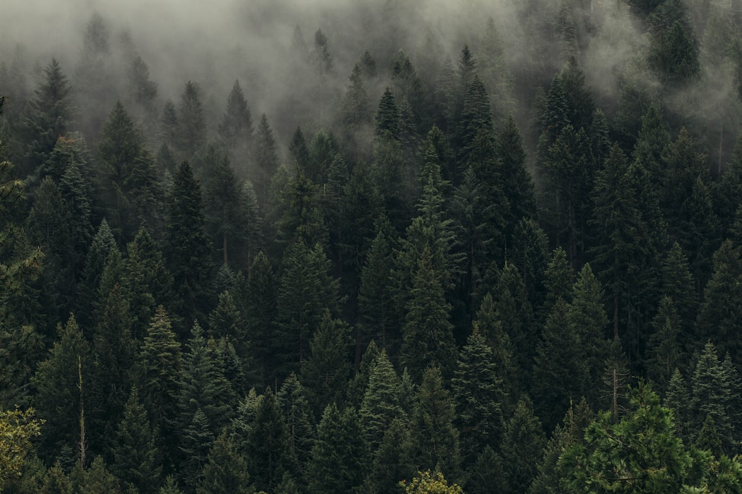 A dense forest of tall trees, shrouded in mist and fog, seen from above. The evergreen foliage forms an intricate pattern against the backdrop of a cloudy sky. –ar 128:85