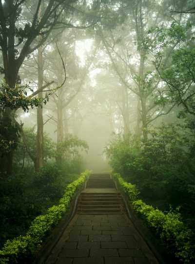 In the early morning, under heavy fog in Lushan Mountain and Forest Park on a rainy day, there is a misty forest path with green plants growing along both sides. The steps lead up to an endless distance, surrounded by towering trees that create deep shadows. This photo was taken using Canon camera technology. It's a high-definition image with high resolution and fine details. At sunrise, sunlight shines through the leaves onto parts of the ground, creating a beautiful light effect in the style of an impressionist painter. --ar 47:64