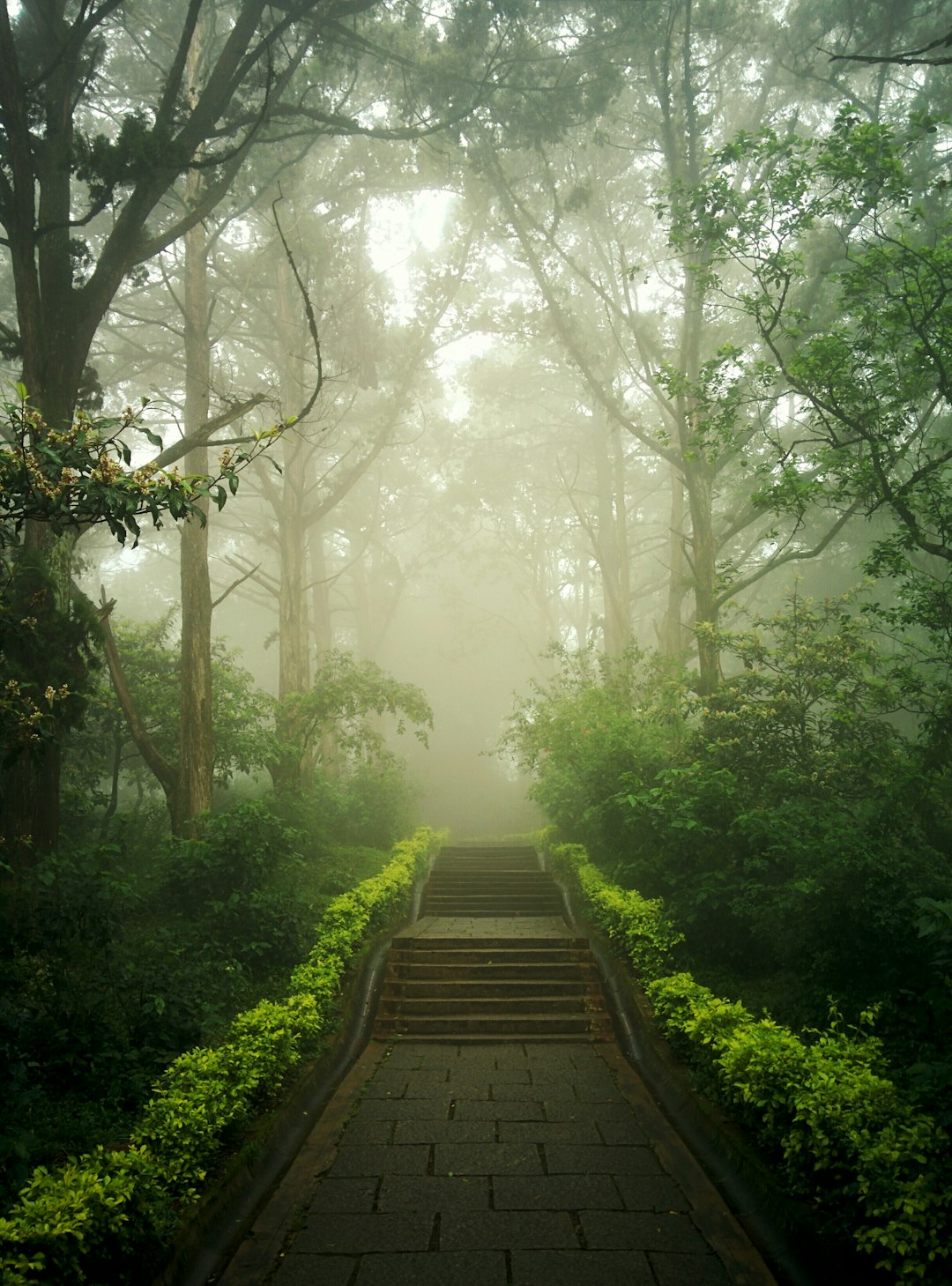 In the early morning, under heavy fog in Lushan Mountain and Forest Park on a rainy day, there is a misty forest path with green plants growing along both sides. The steps lead up to an endless distance, surrounded by towering trees that create deep shadows. This photo was taken using Canon camera technology. It’s a high-definition image with high resolution and fine details. At sunrise, sunlight shines through the leaves onto parts of the ground, creating a beautiful light effect in the style of an impressionist painter. –ar 47:64