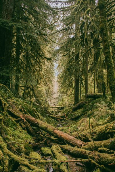 A dense, moss-covered forest with towering old growth trees and mountainous fallen log terrain. The ground is covered in thick green moss that covers the fallen tree trunks, creating an otherworldly atmosphere. A small stream winds through the scene, adding to its wild beauty. Shot on Canon EOS R5 camera with RF 24-70mm f/8 lens at F6.3 aperture setting in the style of Impressionist landscape painters. --ar 85:128