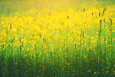 meadow, yellow wild flowers, green grass, spring, sunshine, photography, high resolution, depth of field, golden hour, highly detailed, close up, macro lens, professional color grading, natural light, cinematic. --ar 128:85