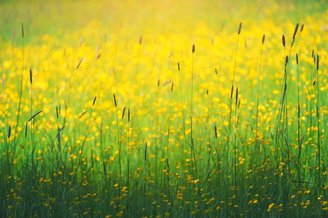 meadow, yellow wild flowers, green grass, spring, sunshine, photography, high resolution, depth of field, golden hour, highly detailed, close up, macro lens, professional color grading, natural light, cinematic. –ar 128:85