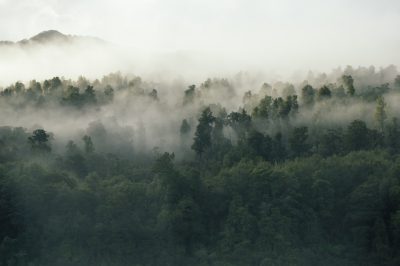 A dense forest in the morning mist, seen from above. The trees have various shades of green and brown leaves, creating an ethereal atmosphere. In front of them is another mountain with some clouds hanging over it. This scene captures nature's tranquility and beauty. Shot on Canon EOS R5 camera with RF60mm f/2.8 lens at F4 aperture setting; ISO between 3790 for different lighting conditions. --ar 128:85