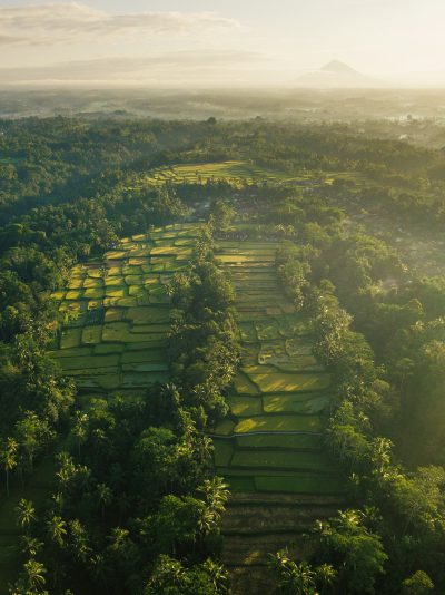 aerial view of rice fields in Bali, sunrise, golden hour, green landscape, photo realistic, in the style of Canon EOS R5 --ar 95:128