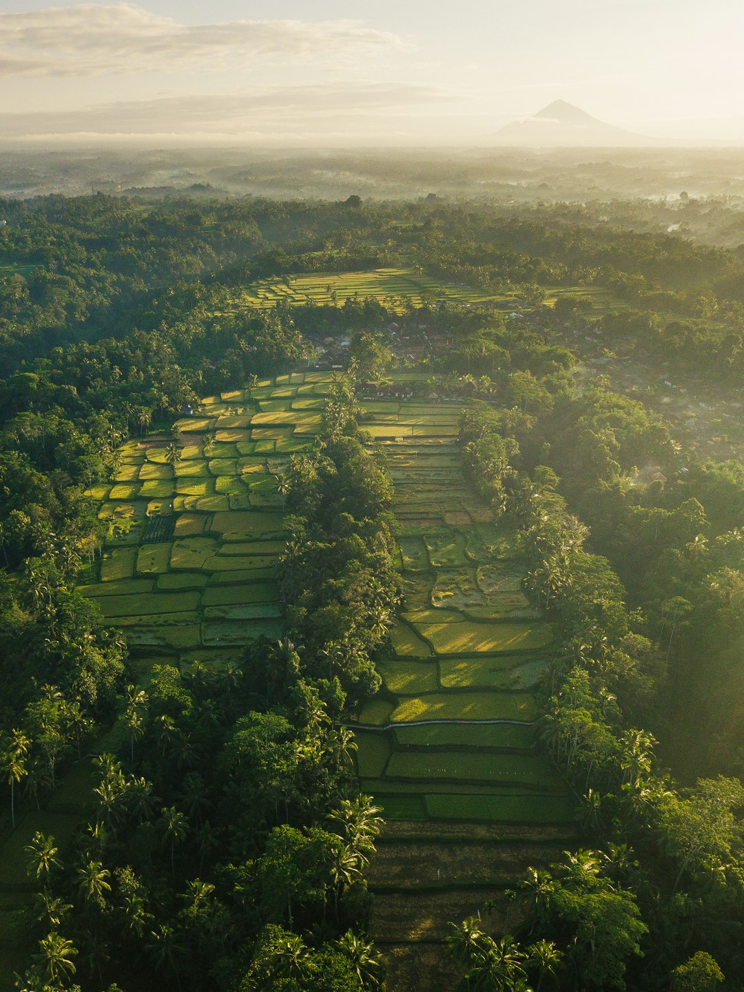 aerial view of rice fields in Bali, sunrise, golden hour, green landscape, photo realistic, in the style of Canon EOS R5 –ar 95:128