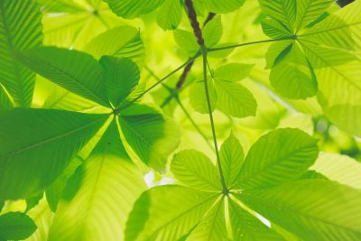 close up of green leaves in the forest, light and shadow, sunlight, bright, sunshine, fresh, nature, greenery, closeup of chestnut tree leafs, macro photography, detail shot, photo realistic, vibrant colors, high resolution, --ar 128:85